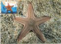 Astropecten jonstoni (Echinodermata of Cyprus)