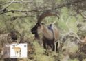 Wild goat Bezoar Ibex (Capra aegagrus aegagrus)
