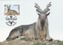 Markhor (Capra falconeri)