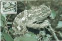 Chamaeleo chamaeleon Maditerranean Chamaeleon)