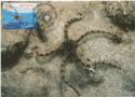 Ophioderma longicaudum (Smooth Brittle Star)