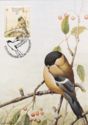Azores Bullfinch (Pyrrhula murina)