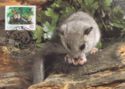 Edible Dormouse (Glis glis)