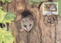 Edible Dormouse (Glis glis)