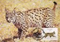 Iberian Lynx (Lynx pardinus)
