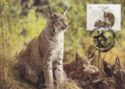 Iberian Lynx (Lynx pardinus)