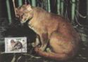 Jaguarundi (Herpailurus yaguarondi)