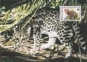 Oncilla (Leopardus tigrinus).