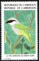 Mount Kupe Bushshrike (Telophorus kupeensis)