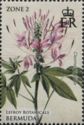Cleome speciosa