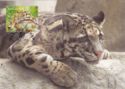Clouded Leopard (Neofelis nebulosa)