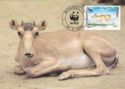 Mongolian Saiga (Saiga tatarica)
