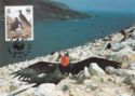 Ascension Frigatebird (Fregata aquila)