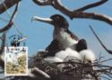 Ascension Frigatebird (Fregata aquila)