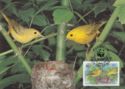 Yellow Warbler - Dendrioca petechia