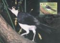 White-necked Picathartes (Picathartes gymnocephalus)