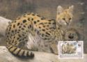 Serval (Leptailurus serval)