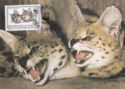 Serval (Leptailurus serval)