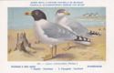 Pallas's Gull (Larus ichthyaetus)