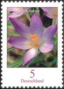 Woodland Crocus (Crocus tommasinianus)