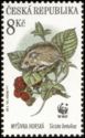 Northern Birch Mouse (Sicista betulina)