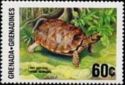Yellow-footed tortoise (Chelonoidis denticulatus)