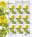 Greater celandine (Chelidonium majus)