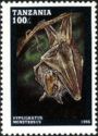 Hammer-headed Fruit Bat (Hypsignathus monstrosus)