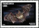 Brown Long-eared Bat (Plecotus auritus)