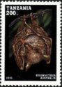 Southen Blossom Bat (Syconycteris australis)