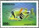 Lagoon Triggerfish (Rhinecanthus aculeatus)
