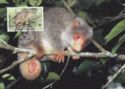 Grey Cuscus (Phalanger orientalis)