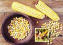 Corn (Zea mays)