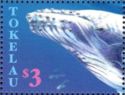 Humpback Whale (Megaptera novaeangliae)