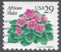 African Violet