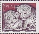 Snow Leopard (Panthera uncia) cubs