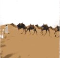 Camel Caravan