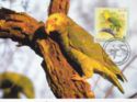 Yellow-faced Parrot (Amazona xanthops)