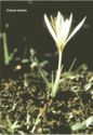 Crocus veneris