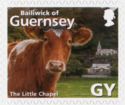 The Little Chapel, Guernsey Cow (Bos primigenius taurus)