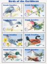 Birds of the Caribbean