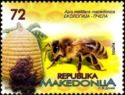 Macedonian Honey Bee (Apis mellifera macedonica)