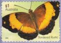 Bordered Rustic (Cupha prosope)