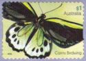 Cairns Birdwing (Ornithoptera euphorion)