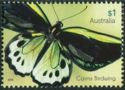 Cairns Birdwing (Ornithoptera euphorion)