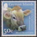 Mixed Breed Cattle (Bos primigenius taurus)