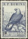 Golden Eagle (Aquila chrysaetos)