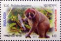 Bengal Slow Loris (Nycticebus bengalensis)