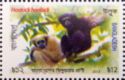 Western hoolock gibbon (Hoolock hoolock)