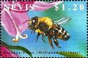 Beechey's bee (Melipona beecheii)